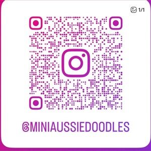 Meet your Posher, Aussiepoo
Please follow me on Instagram